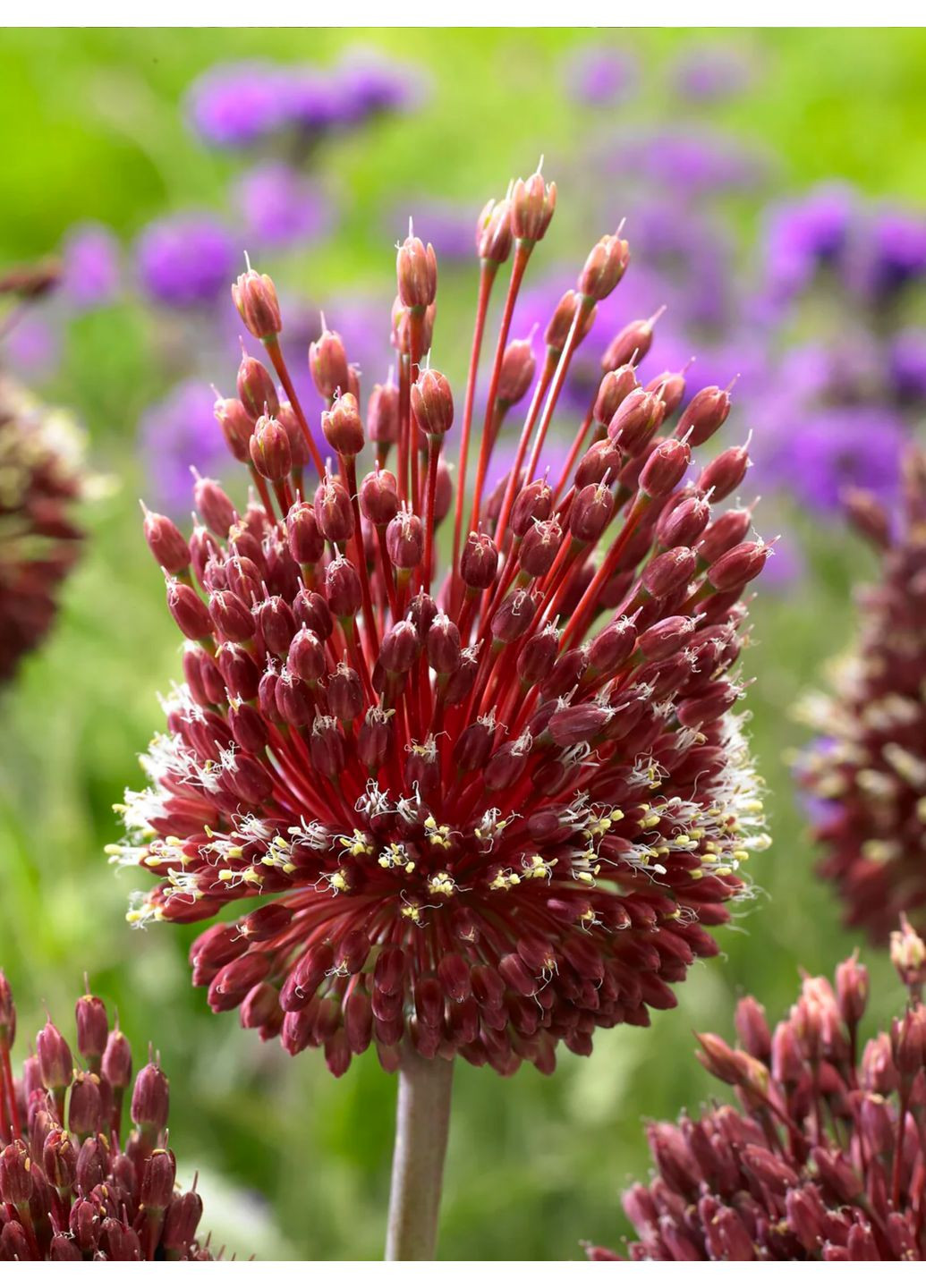 Аллиум Red Mohican (1 шт.) в упаковке) No Brand (364534627)