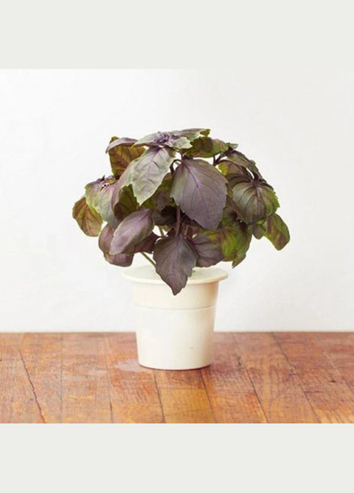 Сменный картридж Красный базилик 7427 Click and Grow (316621147)