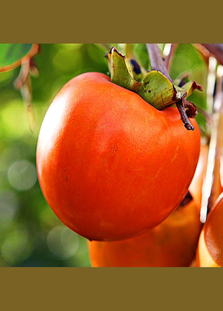 Саджанці хурми Скіфське Золото - 2-річний Садовий-Розмай (301221219)