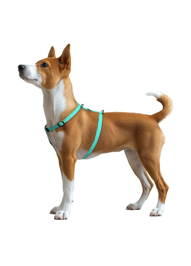 Шлея для собак водостойкая Magnet c QR-паспортом, магнитная пряжка, S, Ш 15 мм, А 28-42 см, В 32-52 см, тиффани WAUDOG (332879726)