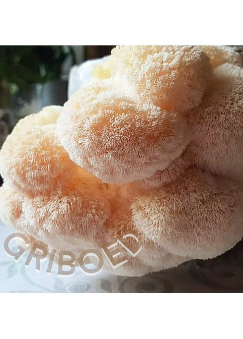 Гриб Їжовик гребінчастий (міцелій) — 500 грам. Висушений і перемелений. GRIBOED (370440584)