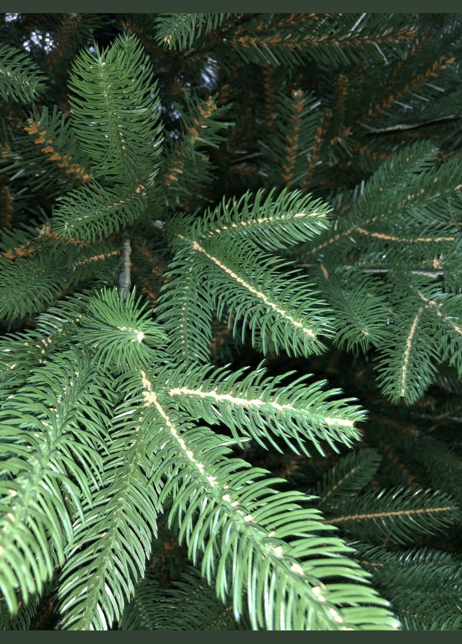 Штучна комбінована ялинка YalynkyWorld литі голки та плівка ПВХ Санта-Преміум 210 см Kvazar (312015712)