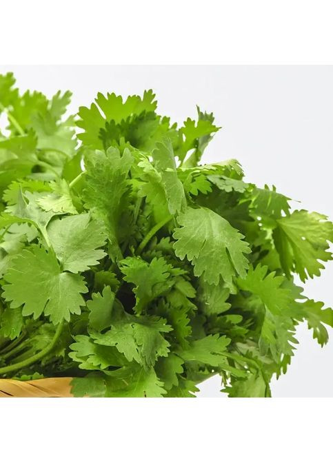 Насіння пряні трави коріандр (кинза) 20г Насіння України (360788579)