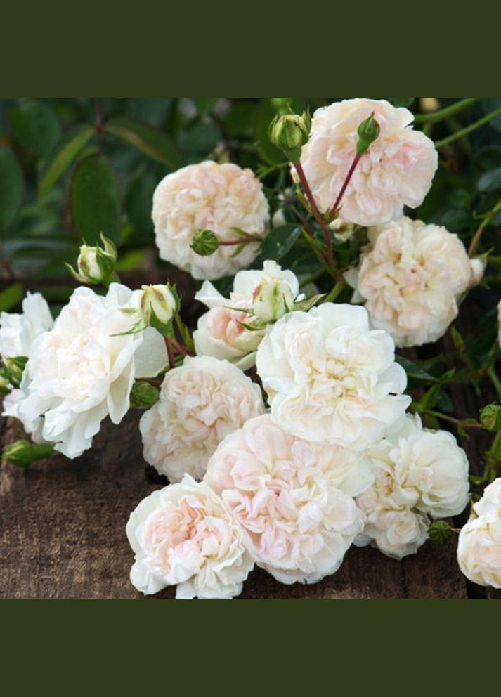 Саженцы почвопокровных роз Свани Садовий-Розмай (301220349)