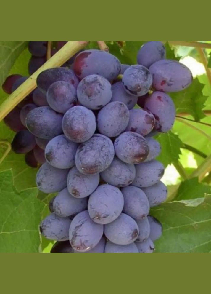 Саджанці винограду Юпітер - 2-річний Садовий-Розмай (301220820)