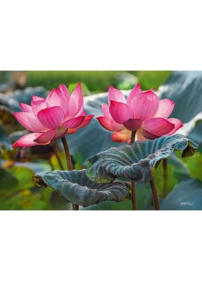 Пазлы "Розовые цветы лотоса", 500 элементов Cherry Pazzi (361316314)