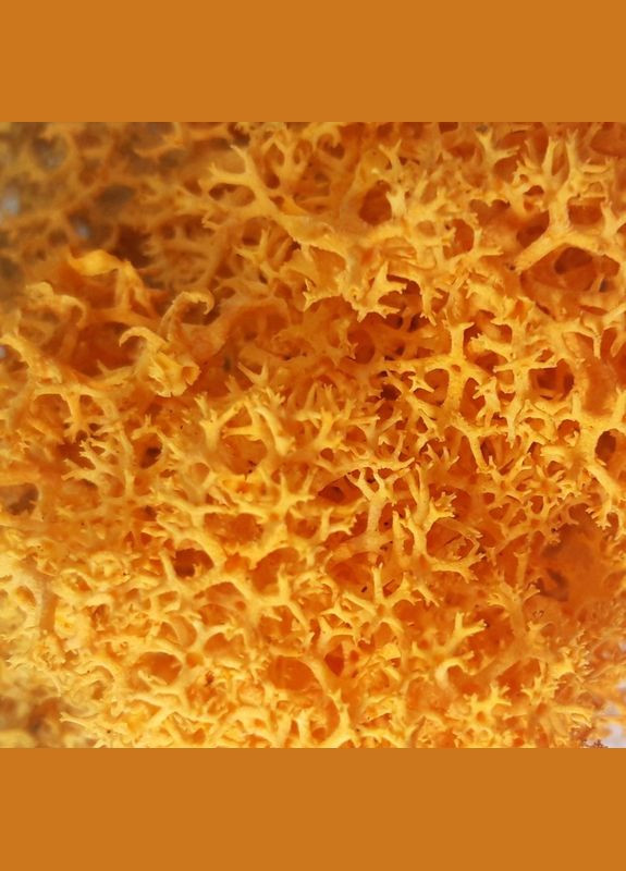 Стабілізований мох ягель Жовтий осінній 5 кг Nordic moss (276401169)