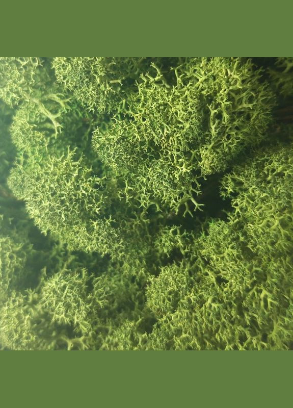Очищений стабілізований мох ягель Зелений темний 1 кг Nordic moss (276401109)