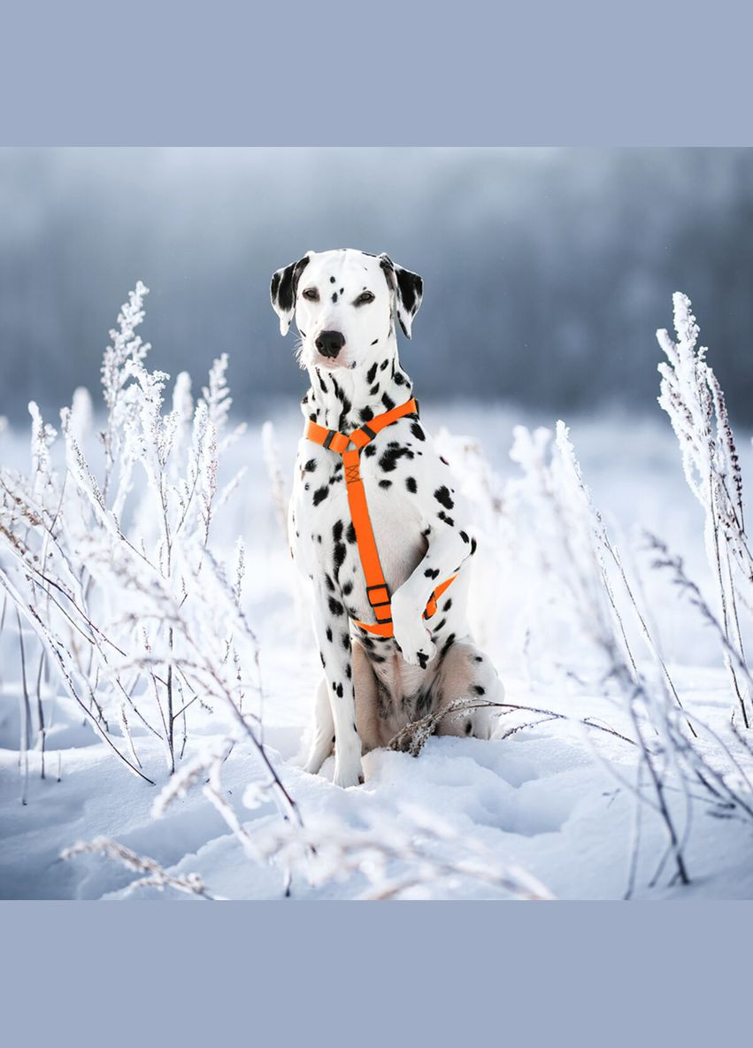 Шлей для собак водостойкий анатомический Waterproof с QR-паспортом, XL, Ш 40 мм, А 60-98 см, В 69-110 см, оранжевый WAUDOG (322641623)