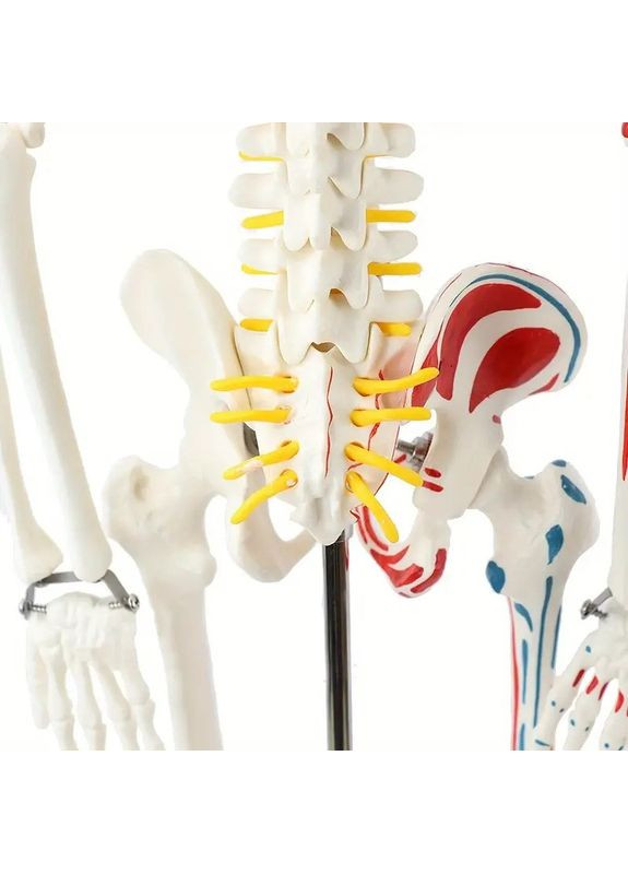 Учебная анатомическая модель скелета 85 см, с маркировкой мышц и подвижными суставами, на подставке No Brand (365720992)