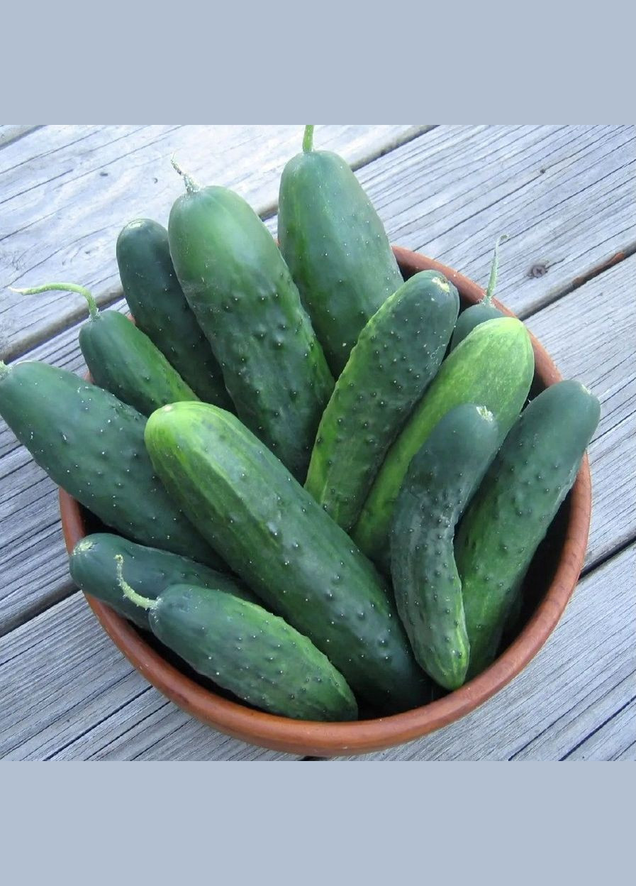 Семена огурца Феникс плюс 0,5 кг Насіння країни (299897536)