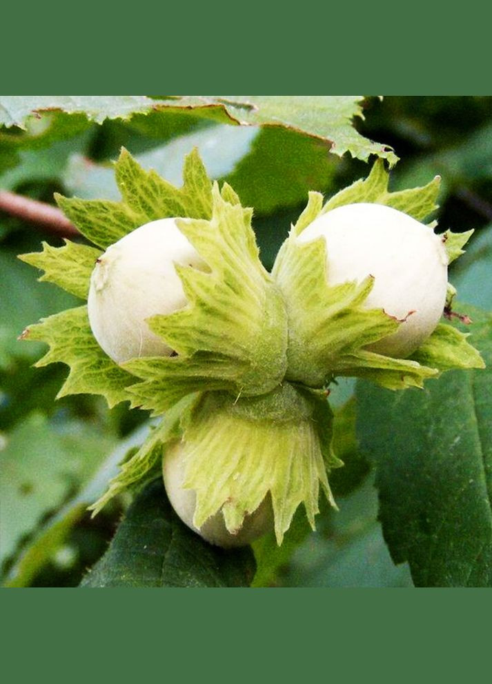Саженцы фундука Президент (Карамановский) (сеянец) - 2-летний Садовий-Розмай (301220827)