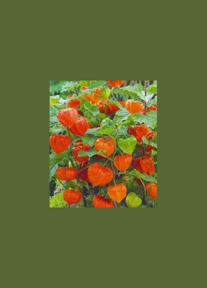 Насіння Фізаліс овочевий 0,1г Насіння України (360788600)