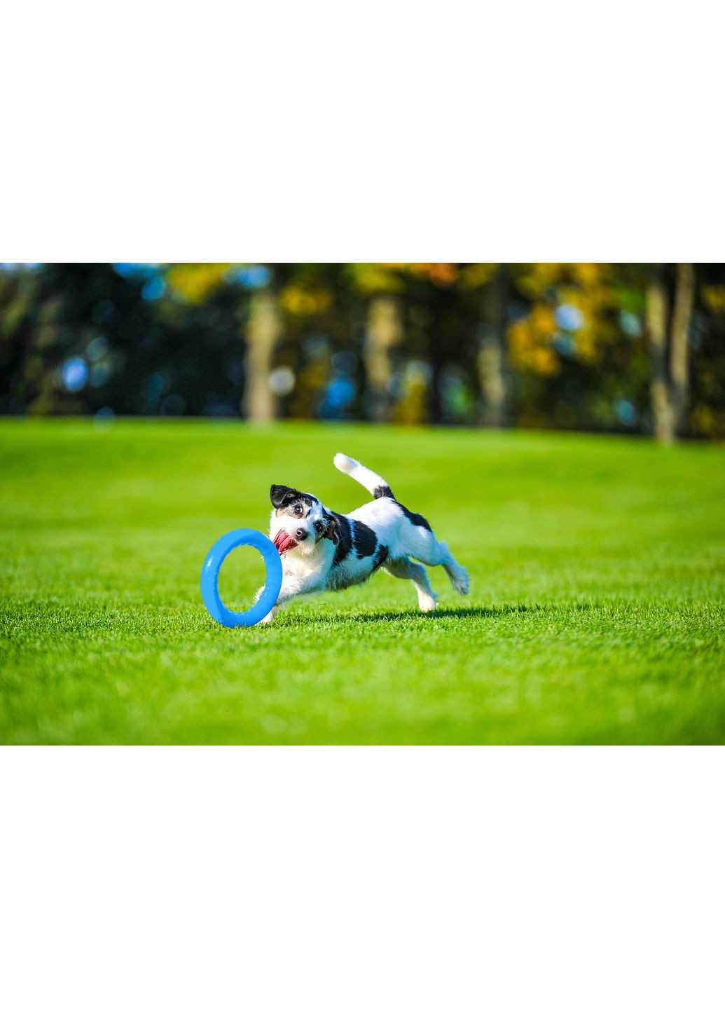 Кольцо для апартовки PitchDog диаметр 30 см (4823089302447) Collar (354700654)