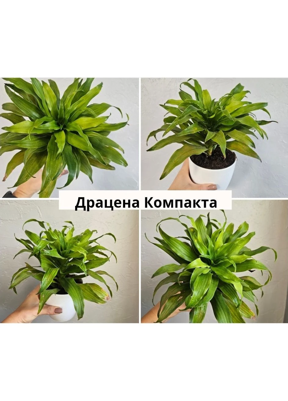 Драцена компакт Dracaena compacta комнатное растение No Brand (380860607)