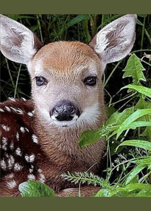 Алмазна мозаїка Дитинча косулі 30х40 см HEG86027 ( ) Strateg (328944301)