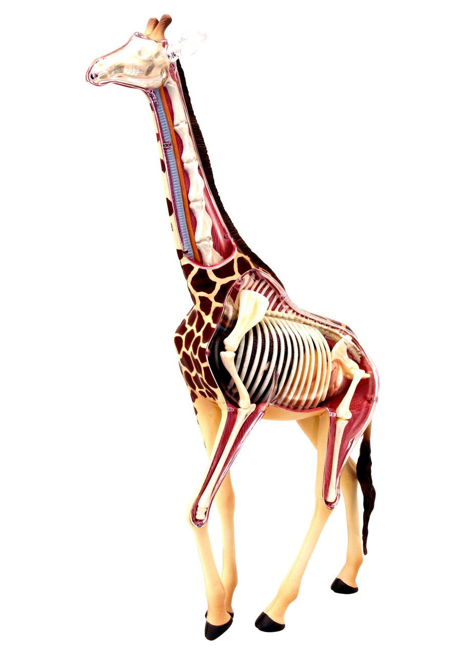 Анатомическая модель Жираф FM622011 4D Master (313434279)