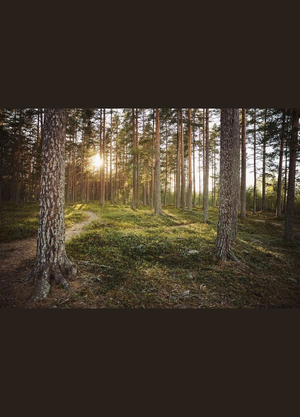 Компас Arc Jet Left для лівої руки Silva (338371257)