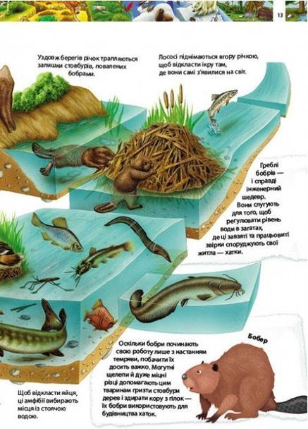 Удивительный мир животных. Детская энциклопедия Пегас (316082272)