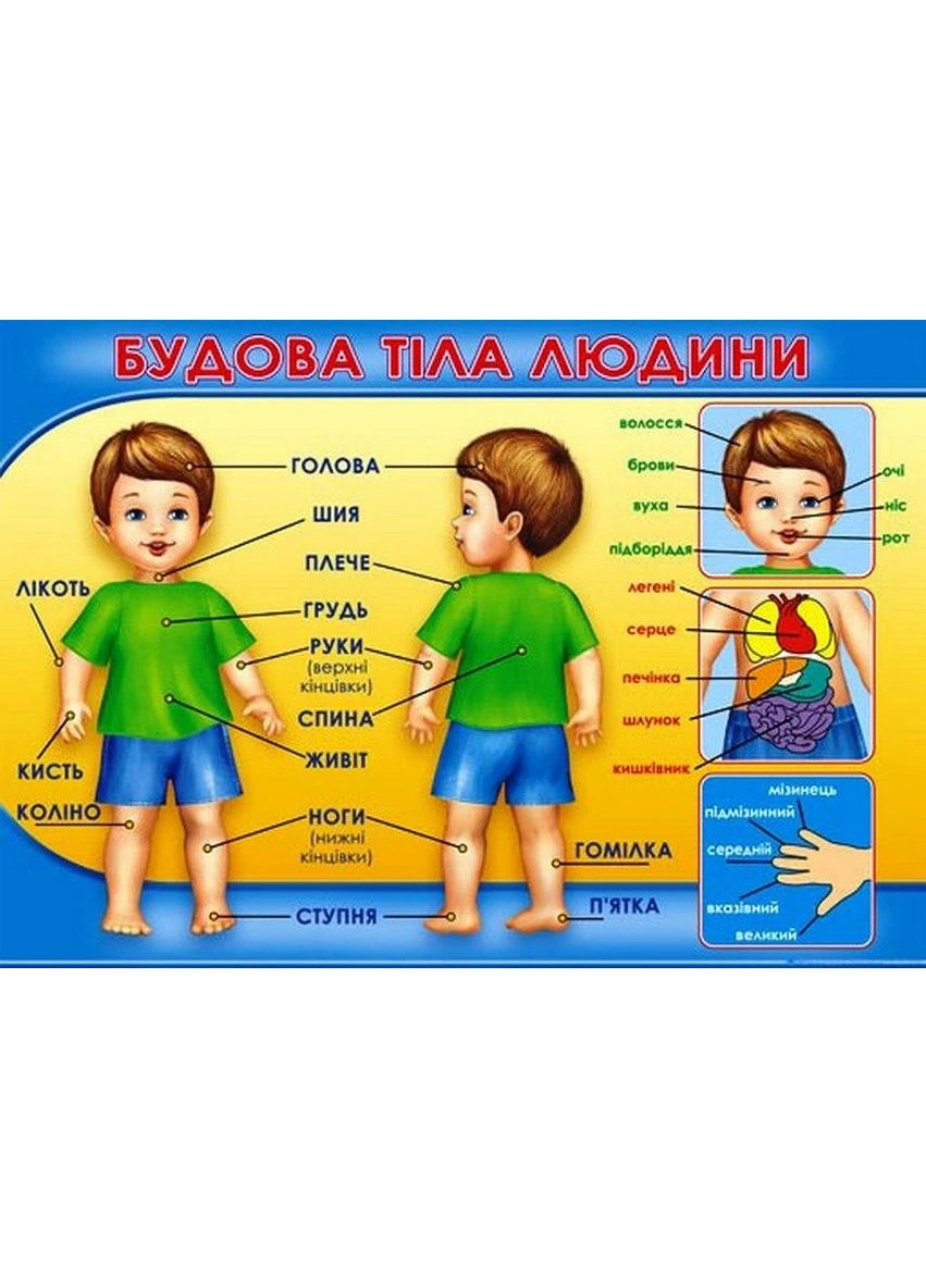 Плакат- П-126 Будова тіла людини 2988100312446 Світ поздоровлень (375020658)