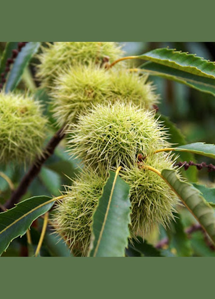 Саджанці каштана Неаполітанський (їстівний) Садовий-Розмай (301221147)