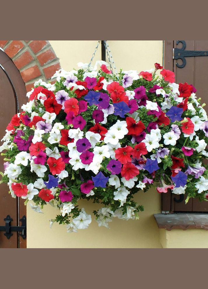 Семена Петуния ампельная смесь 0,05 г (500 шт.) Насіння країни (328606989)