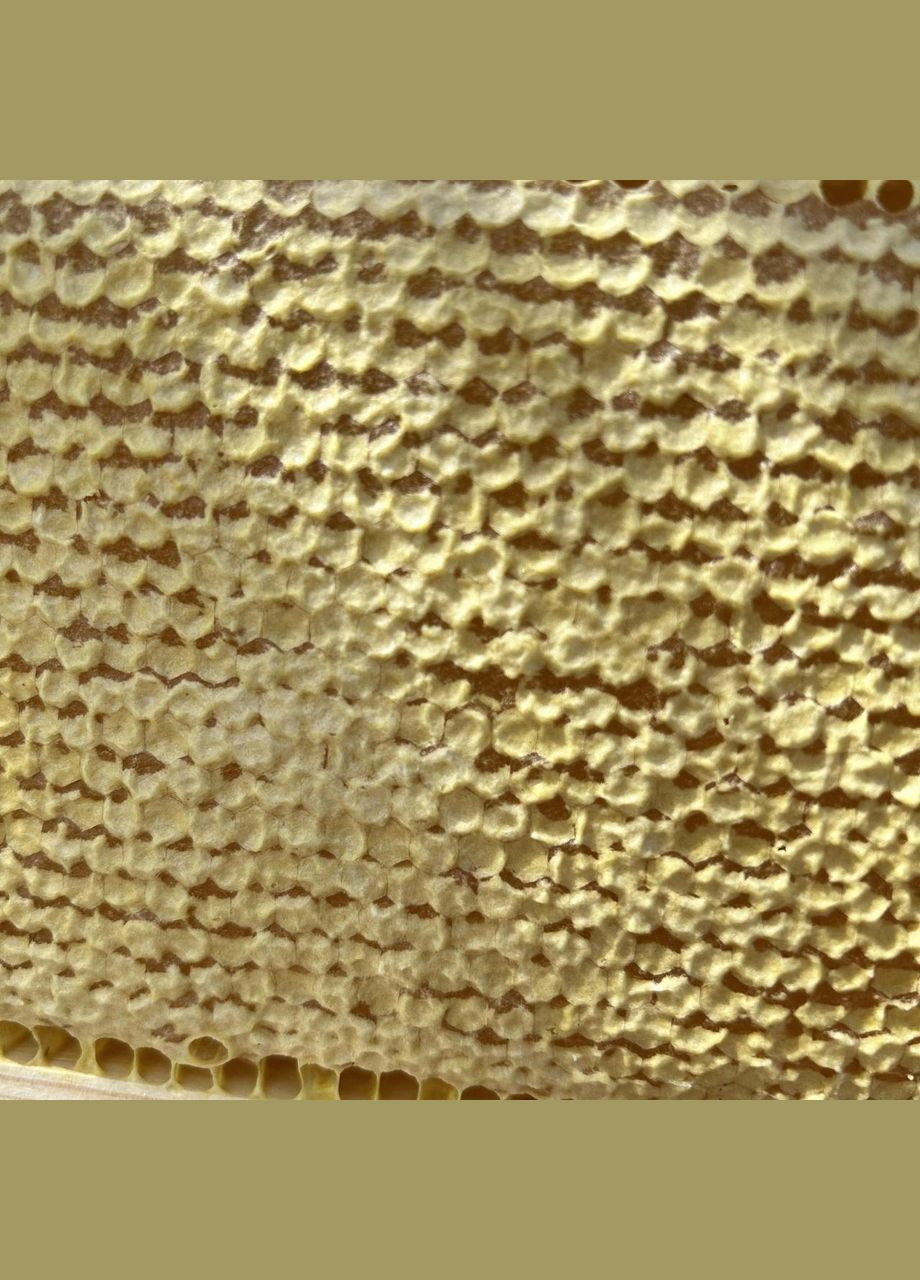 2025 г Соты Разнотравье - подсолнечник 700 грамм МЕД ПОШТОЮ (351874109)