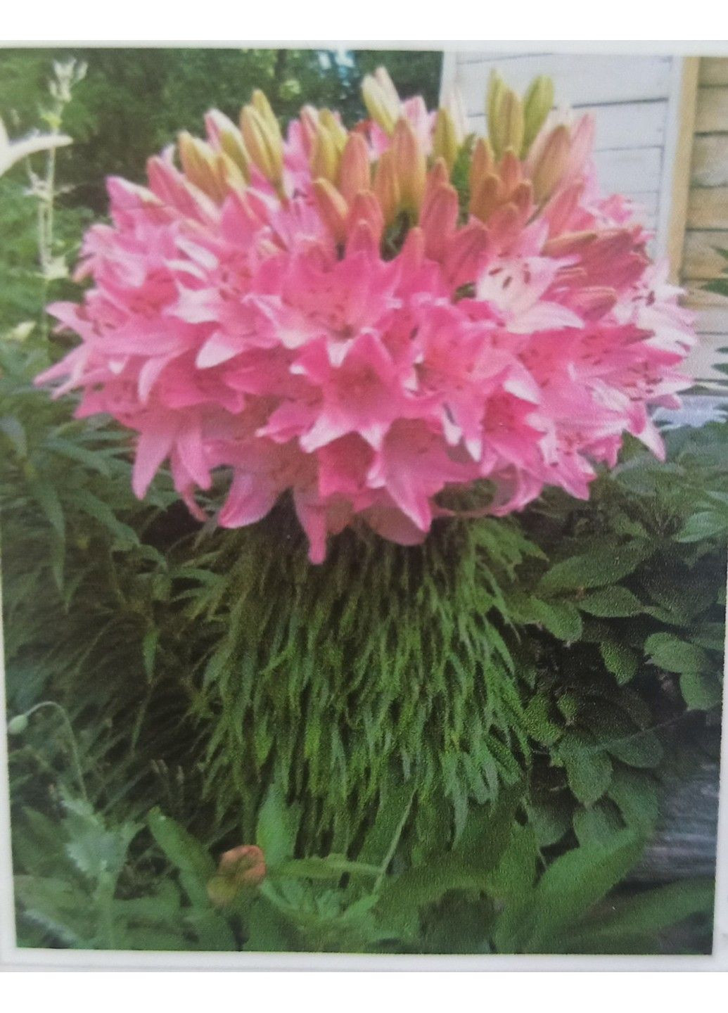 Алмазная вышивка Розовые лилии полная выкладка мозаика 5d наборы 30х40 см No Brand (332207788)