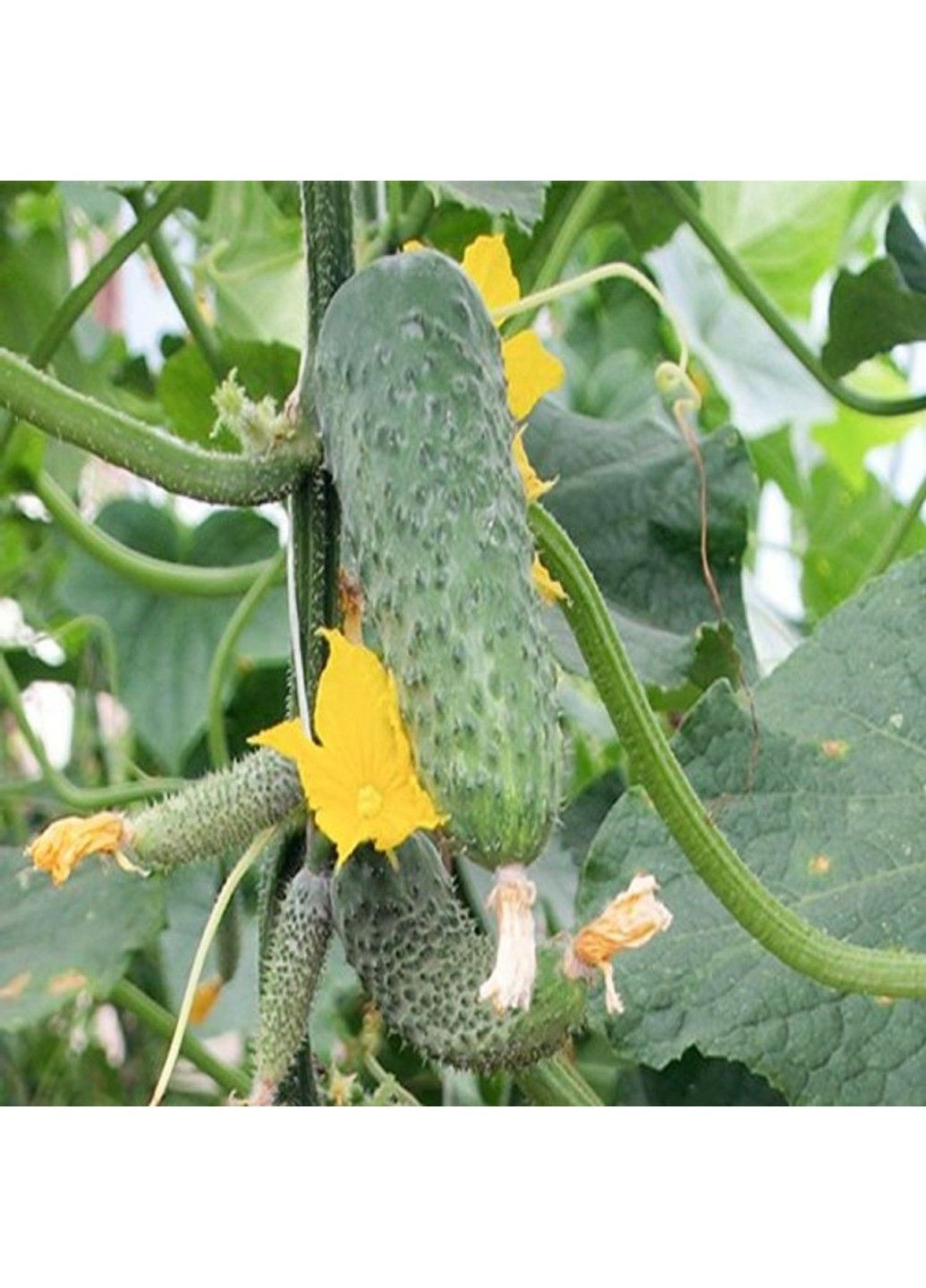 Семена огурца Эколь F1 Syngenta (331900669)