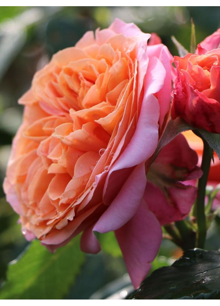 Роза чайно-гибридная Mary Ann No Brand (364534594)