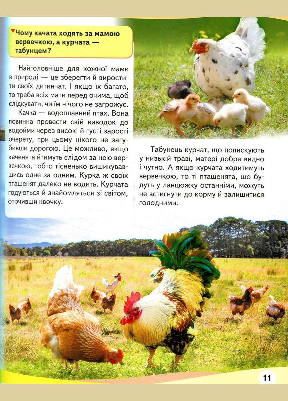 Мами та малюки. Ведмідь Пегас (316081423)