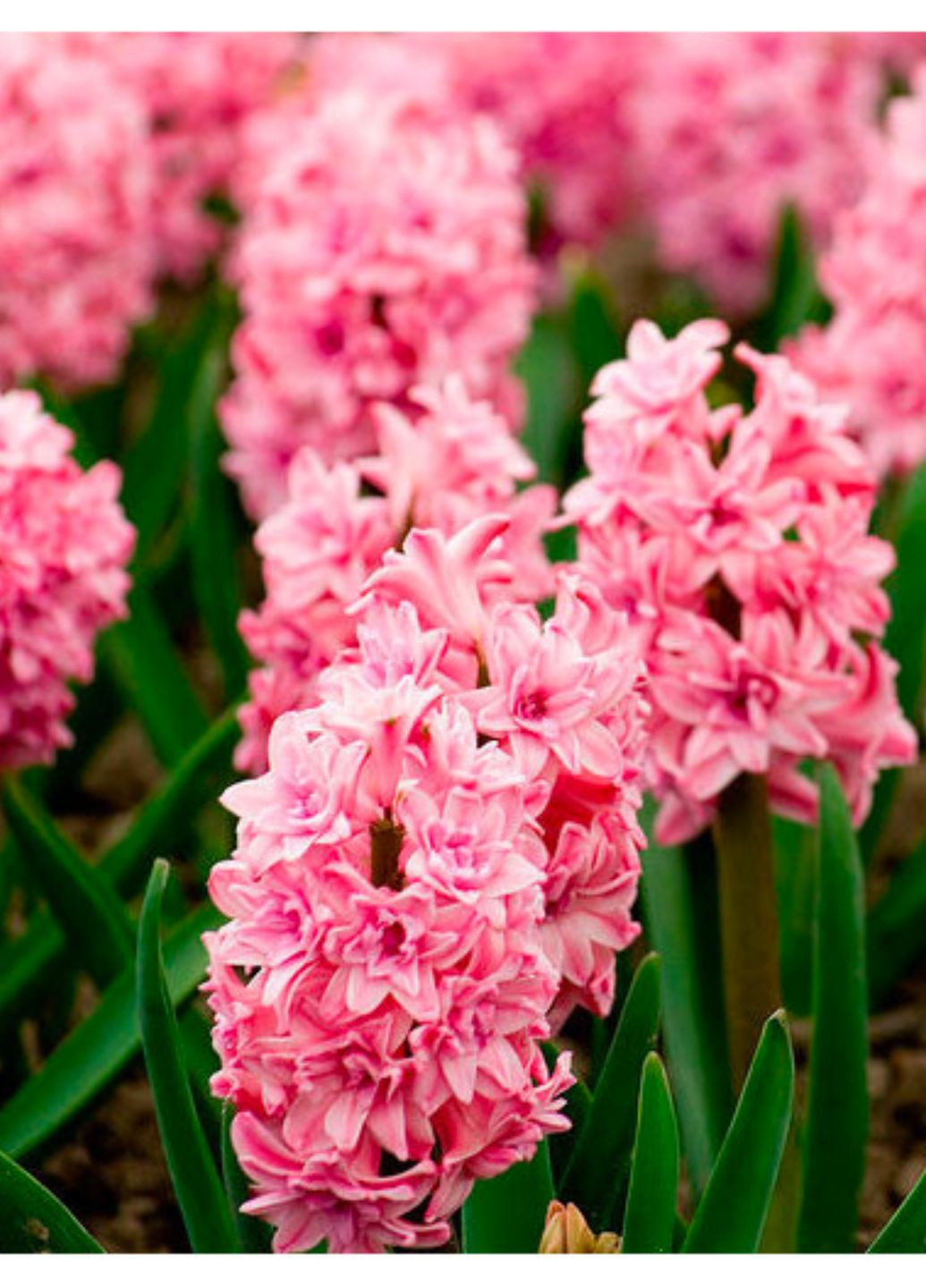 Гіацинт Spring Beauty (1 шт. в упаковці) No Brand (364535197)