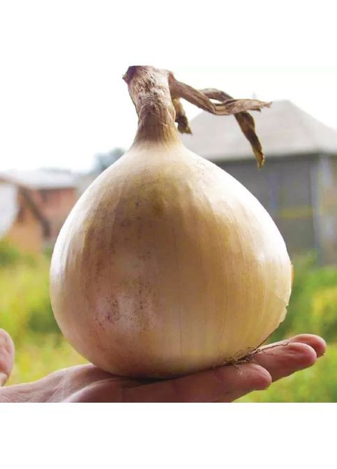 Семена репчатые Семена лук салатный Эксибишн 100шт. Bejo Zaden (356119260)