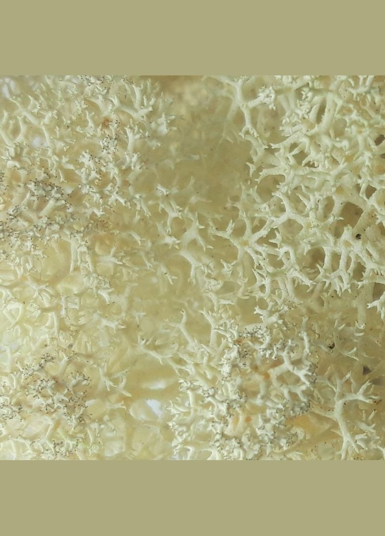 Очищенный стабилизированный мох ягель Натуральный белый 25 грамм Nordic moss (276401043)