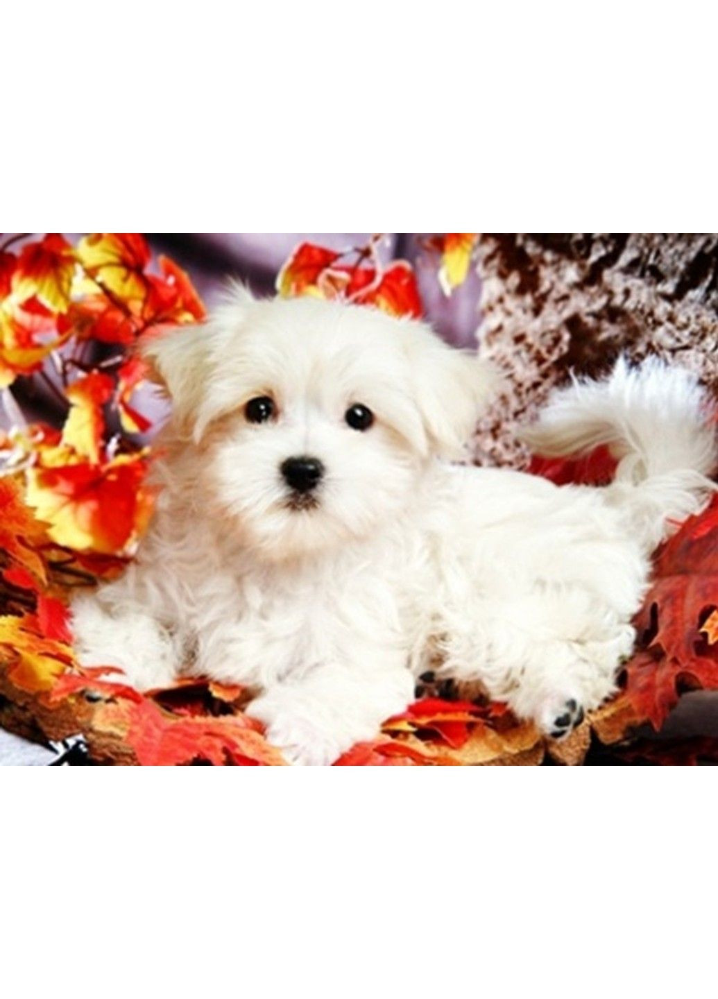 Алмазная мозаика вышивка Мальтийская болонка маленький Щенок на подрамнике полная 5d 30х40 см 189498 No Brand (332207753)