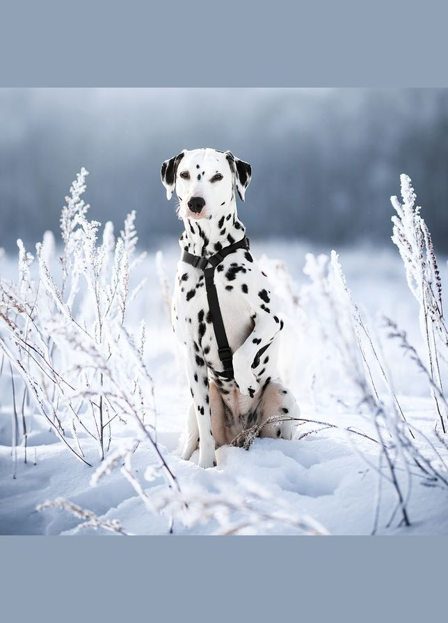 Шлей для собак Waterproof с QR-паспортом, пластиковая пряжка-фастекс, М, Ш 20 мм, А 40-66 см, В 50-80 см, WAUDOG (332879019)