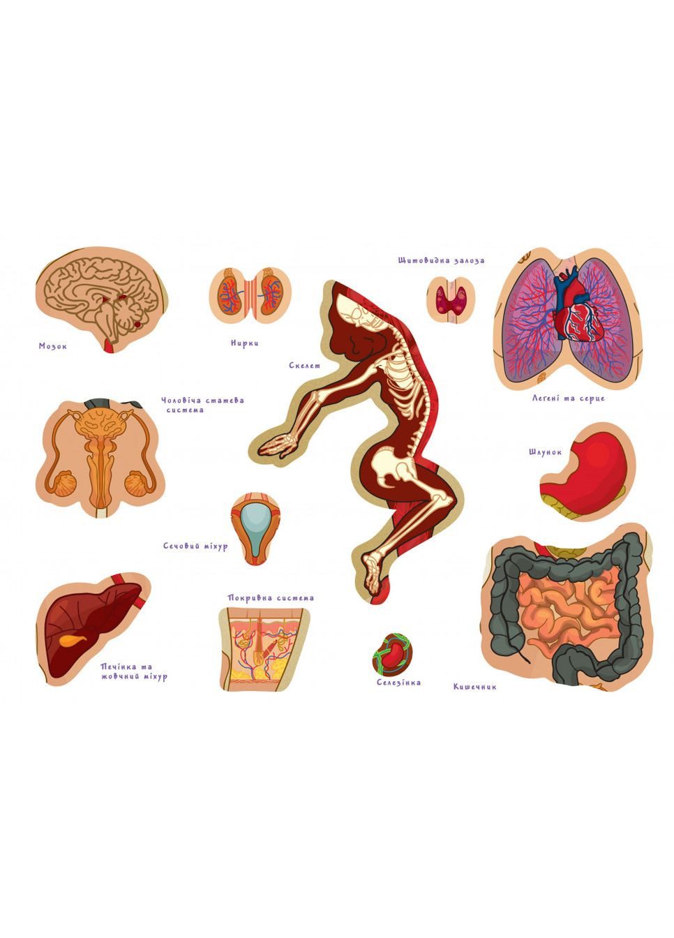 Детская обучающая игра с многоразовыми наклейками "Тело человека" KP-004y на укр. языке УМНЯШКА (334143581)