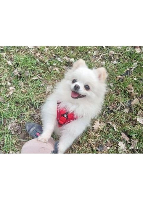 Шлейка та повідець для собак і кішок No Brand (362136173)