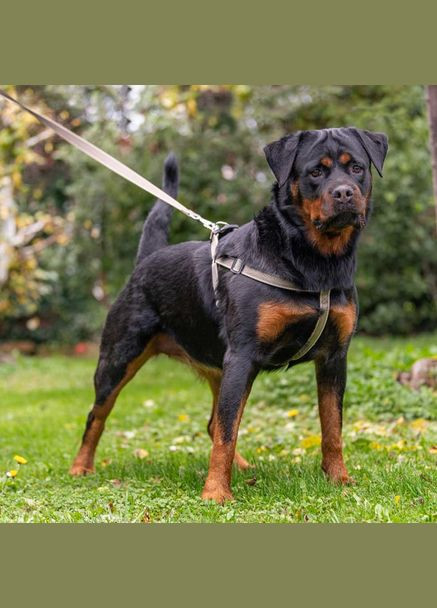 Шлея для собак Daytona Deluxe L нейлонова коричнево-чорна A: 65-71 см B: 67-73 см 2 см 77204212 Ferplast (323224634)