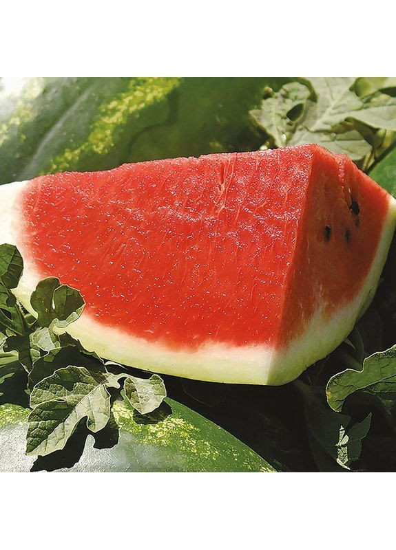 Семена арбуза Arashan F1 200 шт (2747823803) Syngenta (362135336)