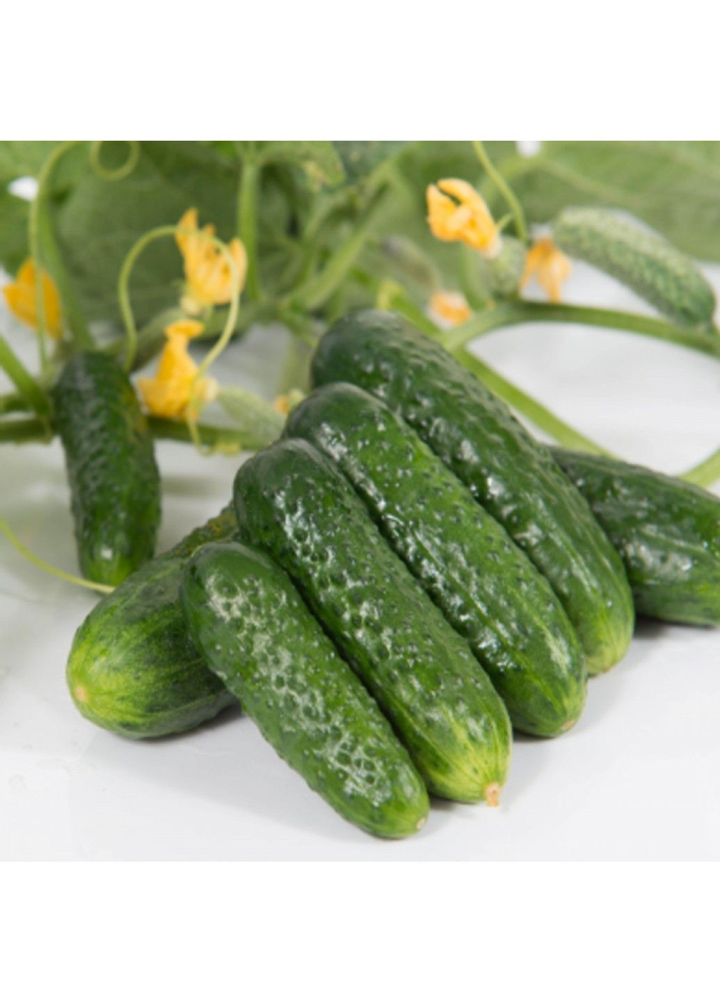 Насіння огірка Пролікс F1 Nunhems (329432039)