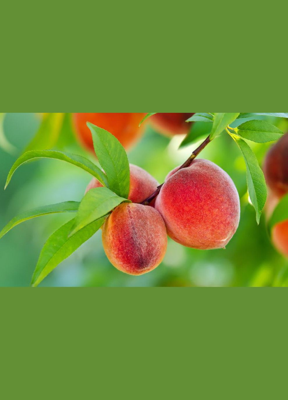 Фунгицид Сигнум 6г BASF (325877443)