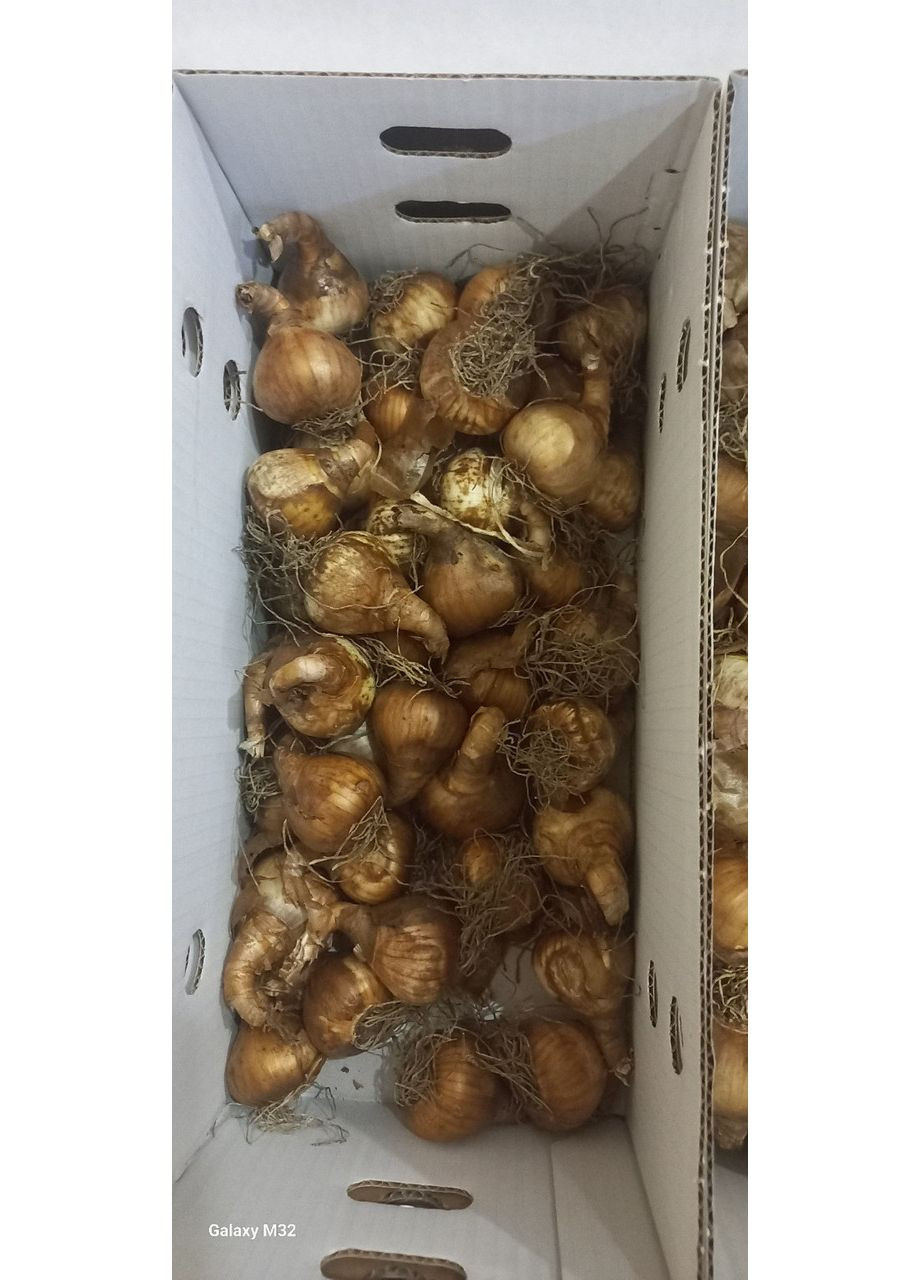 Луковицы нарцисса Sir-Winston-Churchill (упаковка 5 штук) Нидерланды Jan de Wit en Zonen B. V. (372667772)