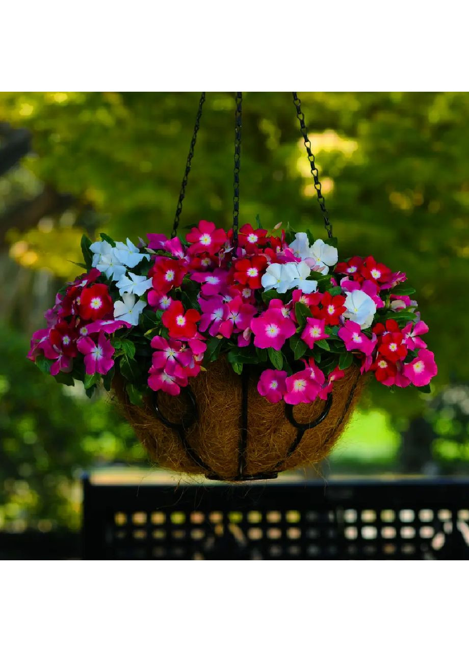 Семена цветы барвинок ампельный Медитерранет ф1 10шт No Brand (364316256)