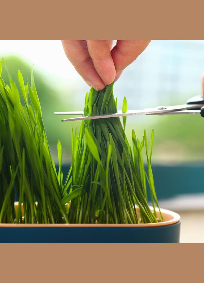 Лоток для гидропонного выращивания микрозелени и рассады сине-розовый (NR0135_2) No Brand (303898387)