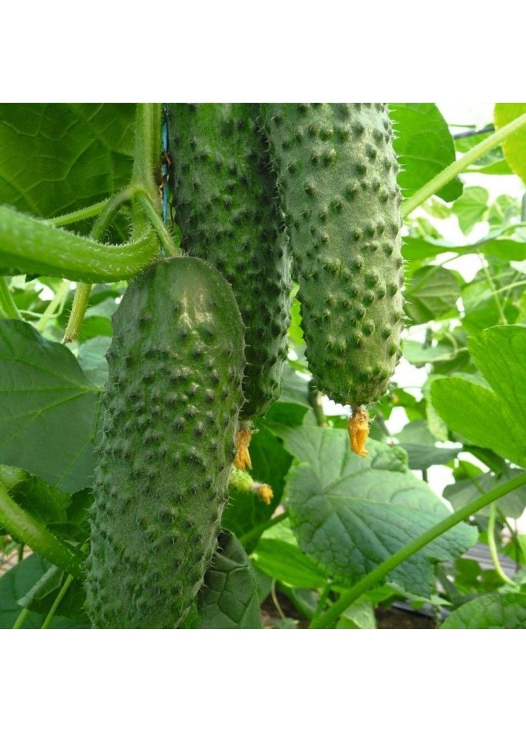 Насіння огірка Арістан F1 Bejo Zaden (333035994)