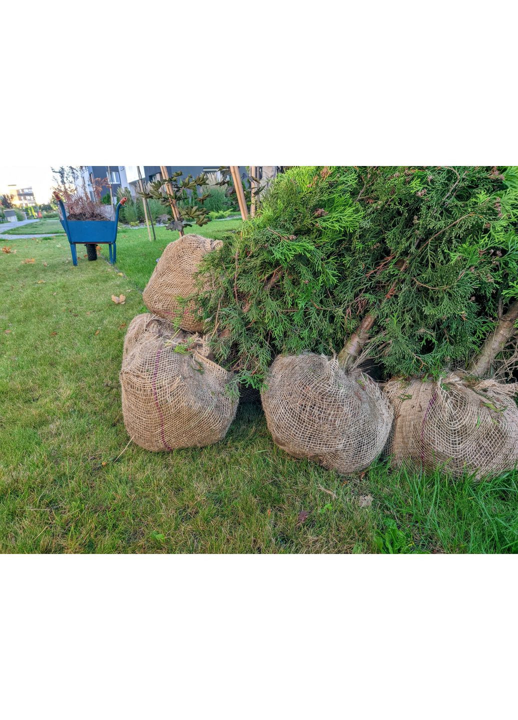 Мішковина джутова 200 г/м2 Jutix (356775249)