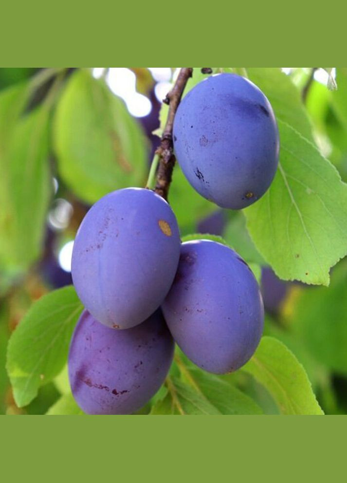 Саджанці сливи Пізня Храмова - 1-річний Садовий-Розмай (301220250)