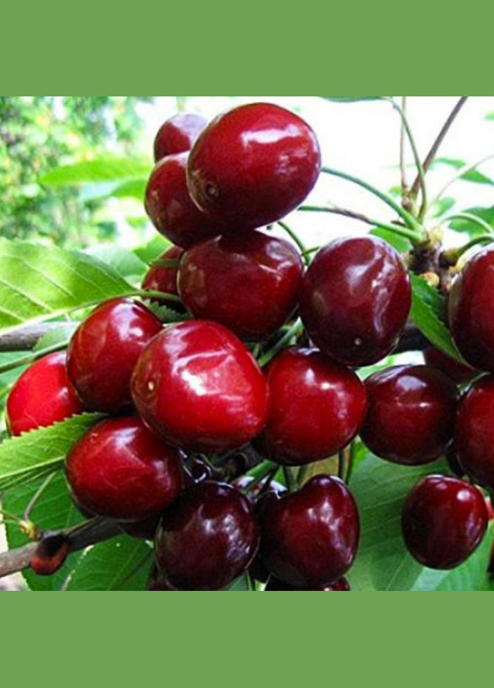 Саджанці черешні Стаккато - 2-річний Садовий-Розмай (301220886)