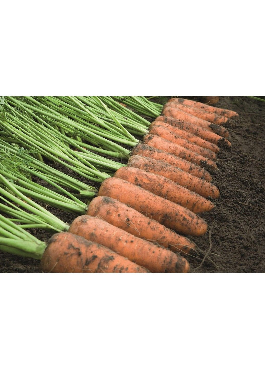 Семена моркови Каскад F1 Bejo Zaden (333036018)